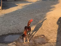 Chickens — Foto 1
