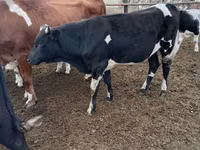 Bulle, Swiss cattle — Foto 3