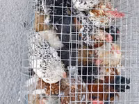 Chickens — Foto 1