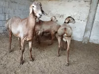 Carnero, Rhon sheep — foto 4