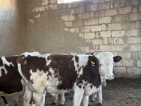 Rinder (Partie, Geschlecht nicht angegeben), Simmental cattle — Foto 2