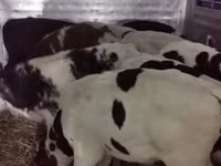 Bulle, Russian Black pied cattle — Foto 6