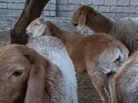 Кочкор, Арашан — сүрөт 6