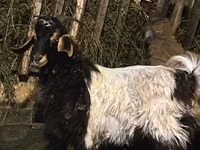 Ziegenbock, Ziegen — Foto 2