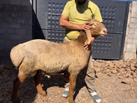 Carnero, Arashan sheep — foto 7