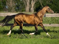 Aygʻir, Akhal-Teke — 3-rasm