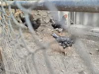 Chickens — 2-сурет