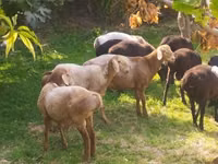 Қойлар (топ, жынысы көрсетілмеген), Arashan sheep — 2-сурет