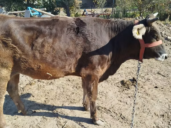 गाय, Swiss cattle