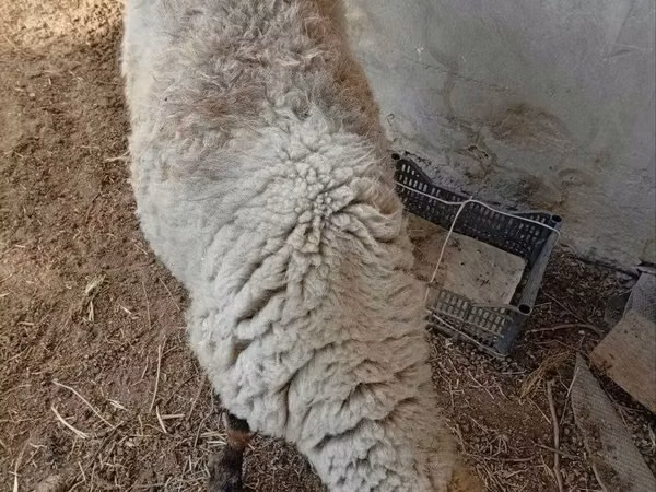 نعجة, الأغنام — أوزبكستان