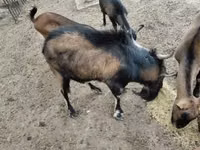 Ziegenbock, Ziegen — Foto 2