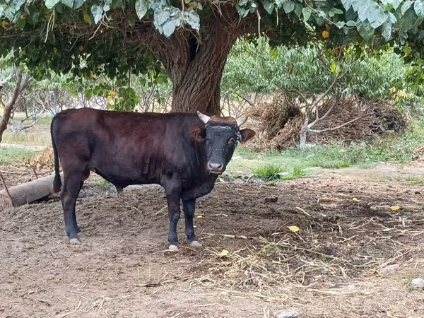 公牛, Cattle — 乌兹别克斯坦