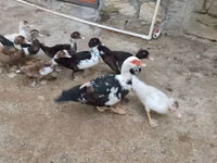 Ducks — Foto 2
