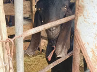 Ziegenbock, Kamori goats — Foto 4