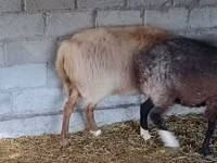 كبش, Rhon sheep — الصورة 5