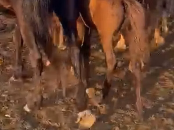 فرس, الخيول — كازاخستان