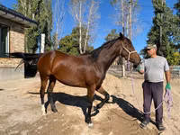 فرس, Thoroughbred horse — الصورة 3