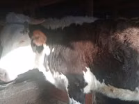 Kuh, Swiss cattle — Foto 3