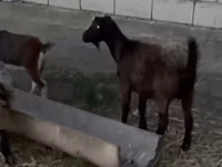 母山羊, Goats — 照片 3