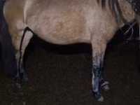 فرس, Kazakh horse — الصورة 3