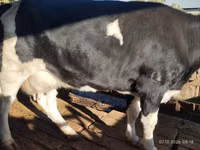 بقرة, Latvian Blue cattle — الصورة 3
