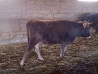 Kuh, Swiss cattle — Foto 4