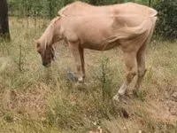 Yegua, Caballos — foto 1