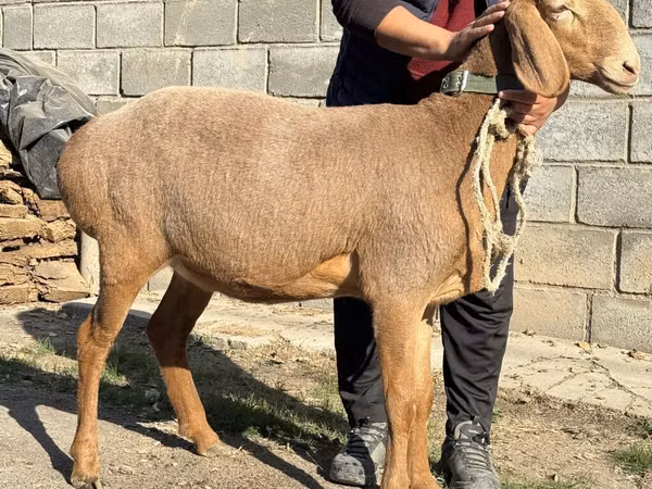Schaf, Arashan sheep