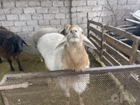 Widder, Arashan sheep — Foto 2