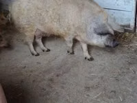 母猪, Pigs — 照片 7