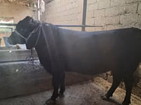 公牛, Cattle — 照片 2