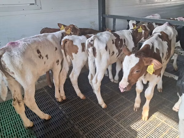 Toro, Simmental cattle