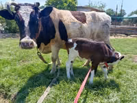 Kuh, Simmental cattle — Foto 7