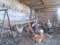Chickens — Foto 3