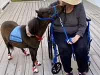 Айғыр, Miniature horse — 1-сурет