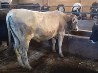 公牛, Simmental cattle — 照片 1