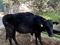 मवेशी (लॉट, लिंग निर्दिष्ट नहीं), Russian Black pied cattle — फ़ोटो 4
