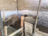 كبش, Rhon sheep — الصورة 4
