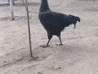 جيرسي جاينت — الصورة 1