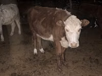 Bulle, Kasachische Weißkopfkuh — Foto 3