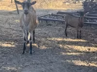 Cabro, Cabras — foto 1