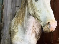 Stute, Kyrgyz Horse — Foto 1