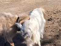 母山羊, Goats — 照片 2
