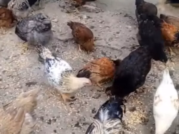 Chickens
