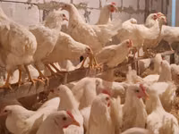 Chickens — الصورة 1