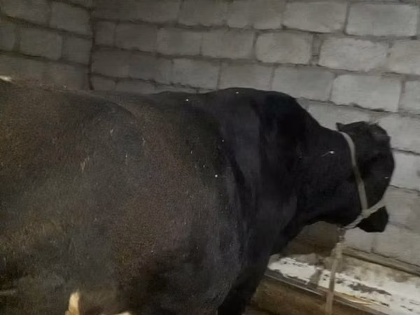 Buqa, Qoramol