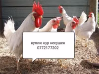 Leghorn — Foto 1