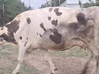 بقرة, Russian Black pied cattle — الصورة 6