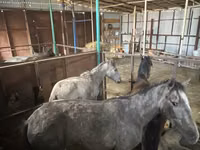 Mare, Horses — photo 4