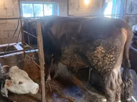 Toro, Swiss cattle — foto 7